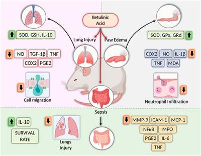 Anti-Inflammatory Activities of Betulinic Acid: A Review